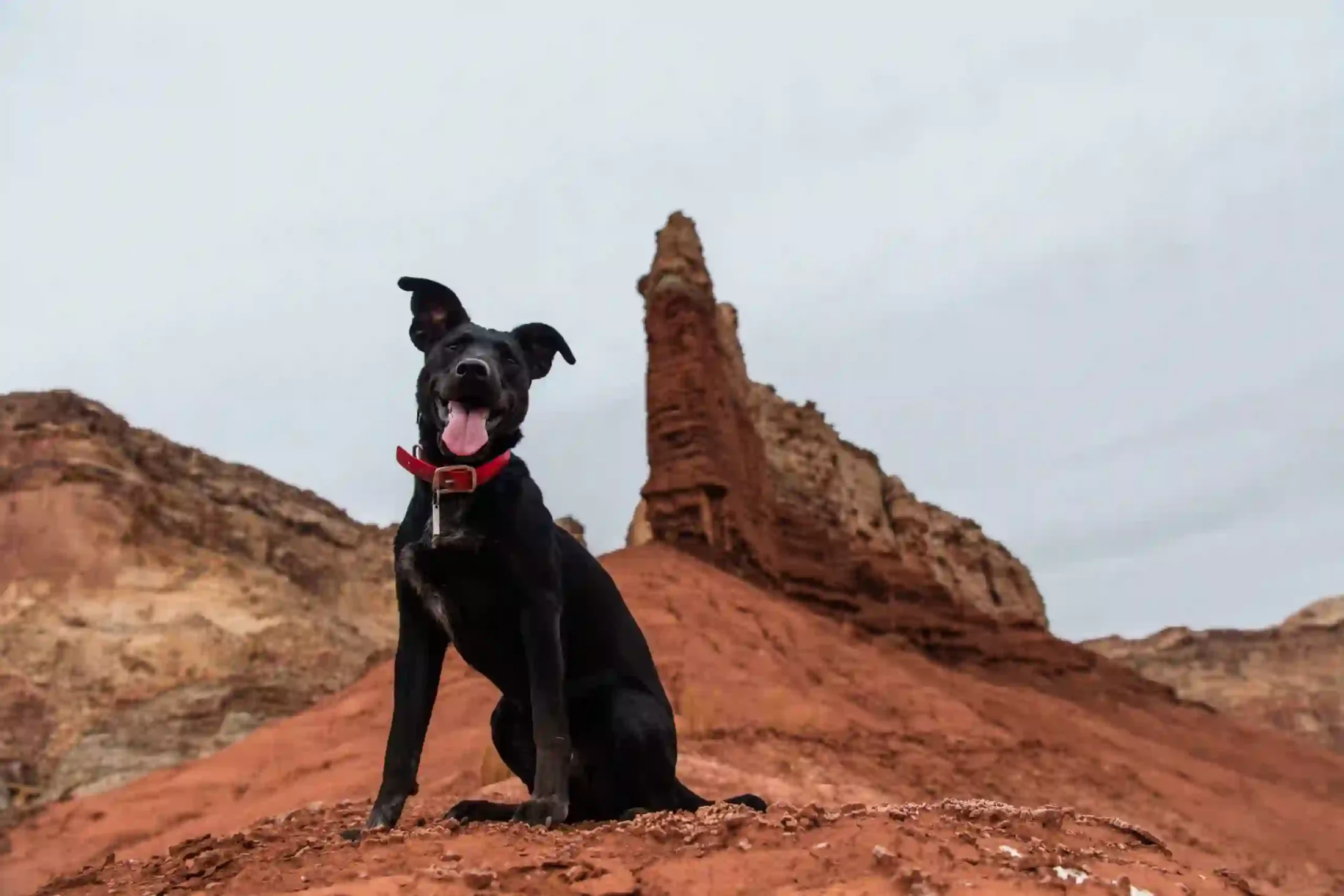 Black dog with mountain background
