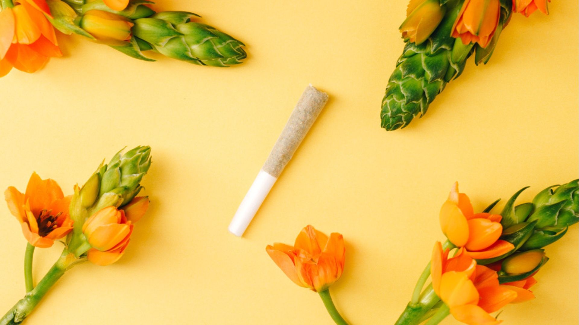 Is Cannabis the New Allergy Relief We’ve Been Waiting For?