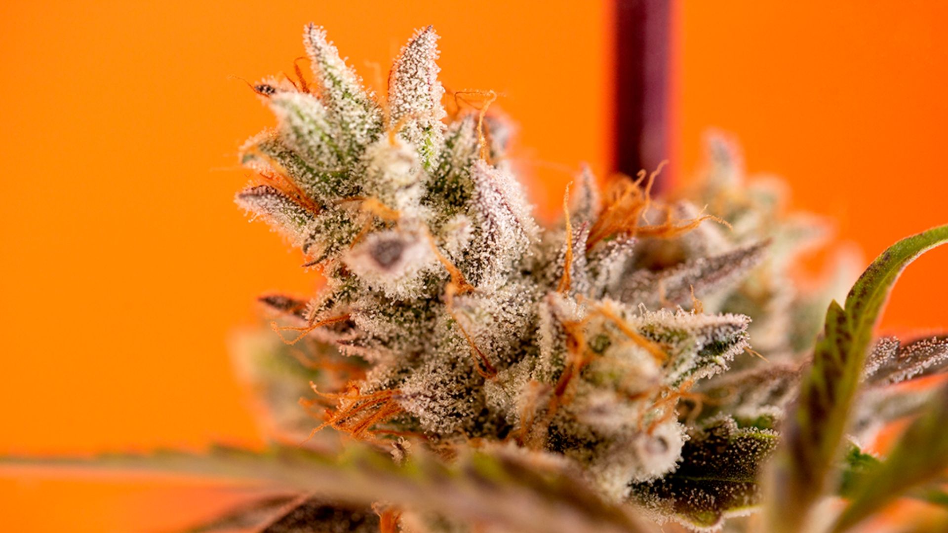 The Least Talked About Cannabinoid: CBN