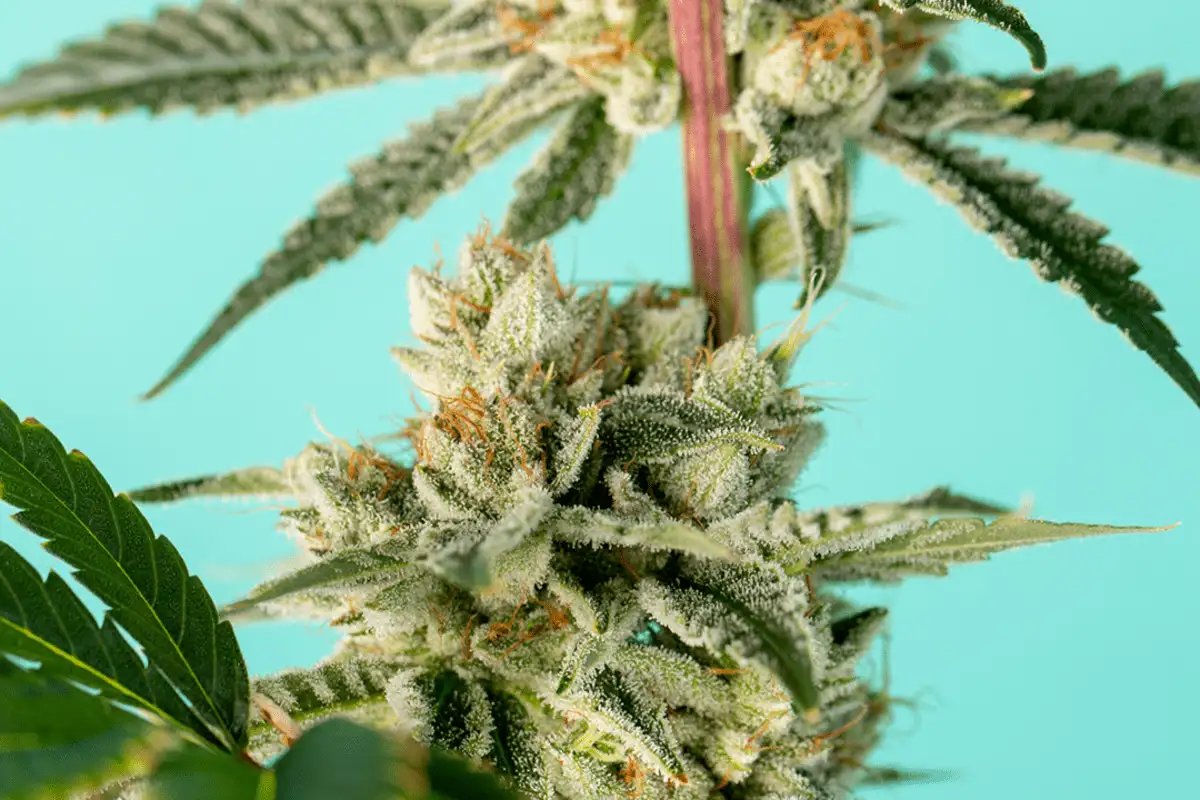 Staying Safe: Learn the Best Way to Store Cannabis in Any Environment