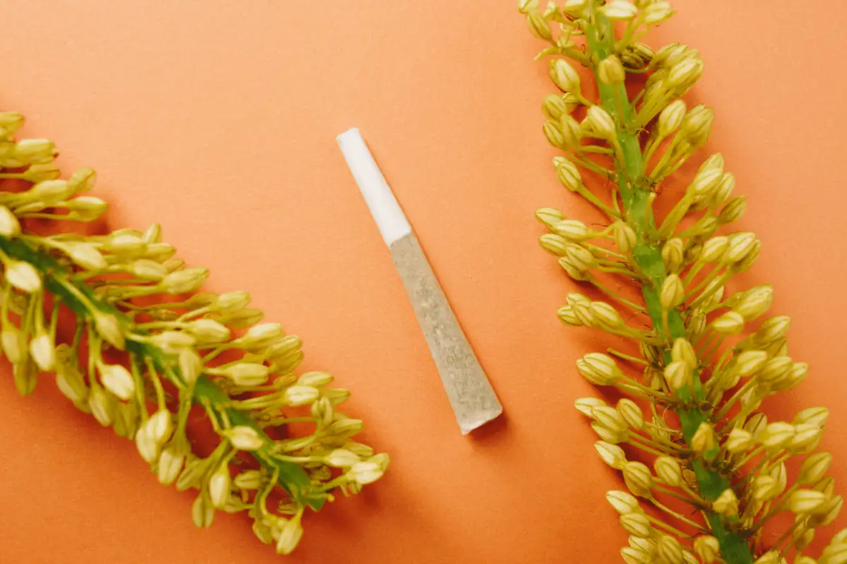 Spark Some Inspiration: 8 Best Cannabis Strains for Creativity and Focus