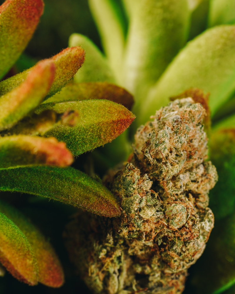5 Cherry Strains of Cannabis for Cherry Lovers 13 Las Vegas