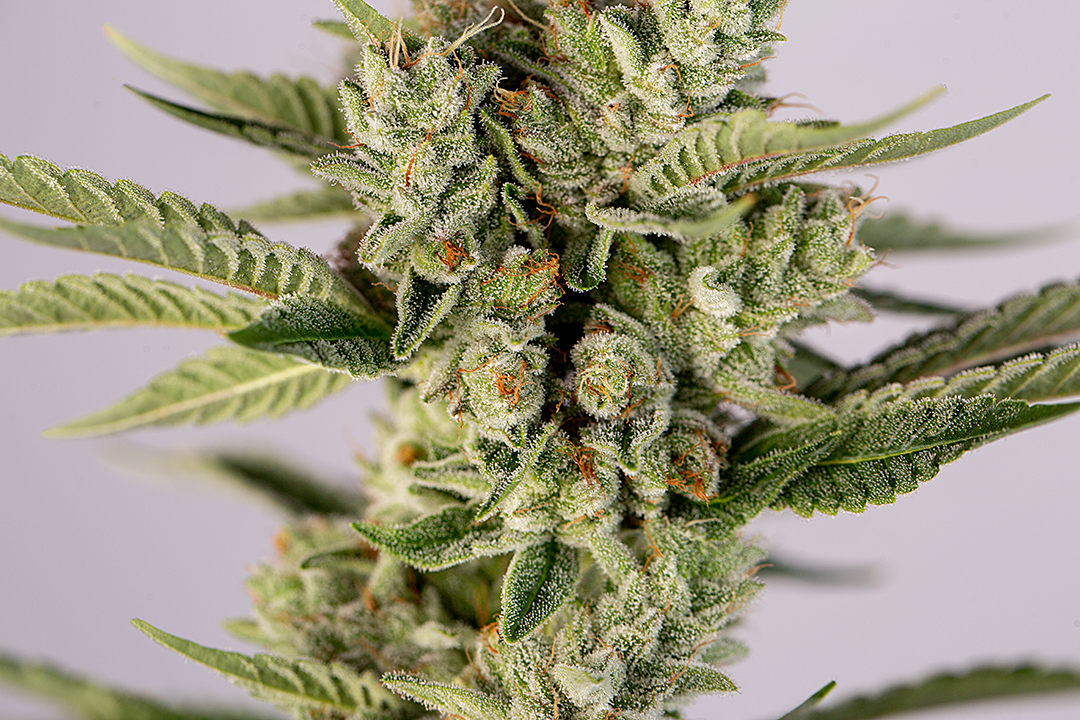 Can Cannabis Be Rescheduled? A New Lawsuit Forcing The DEA To Act