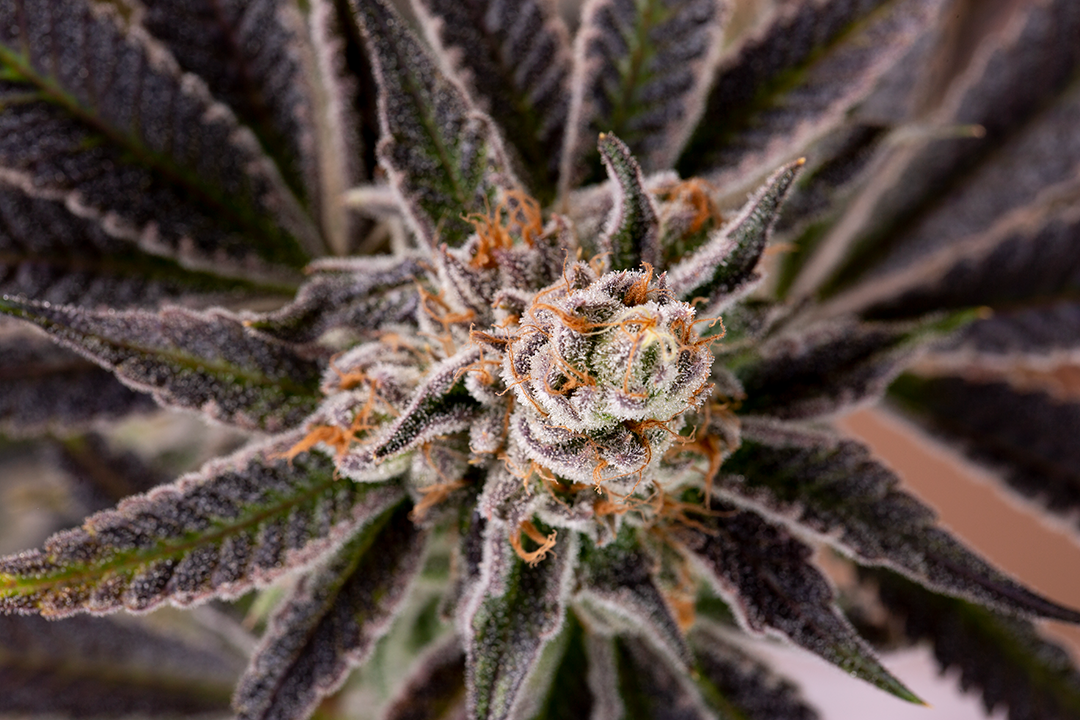 Cannabis and PTSD
