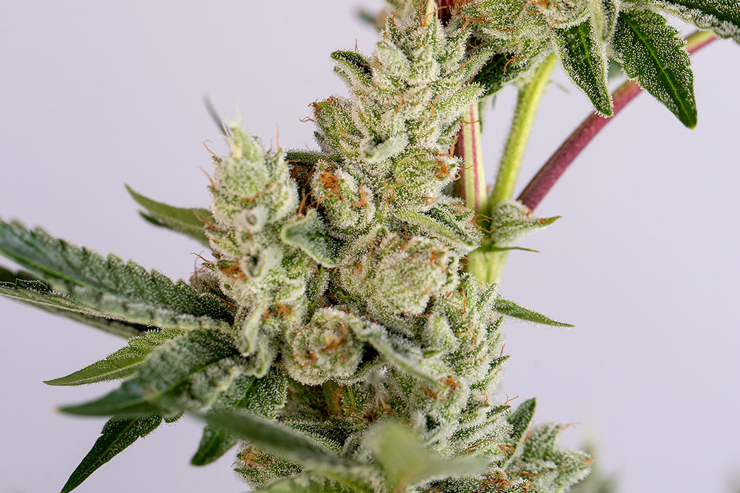 Can I Boost My Immune System with Cannabis?