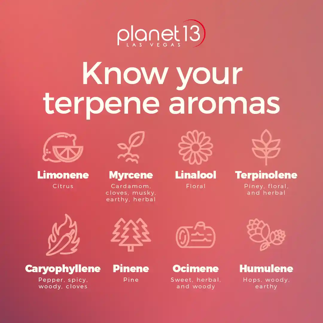 Terpene Aromas Infographic