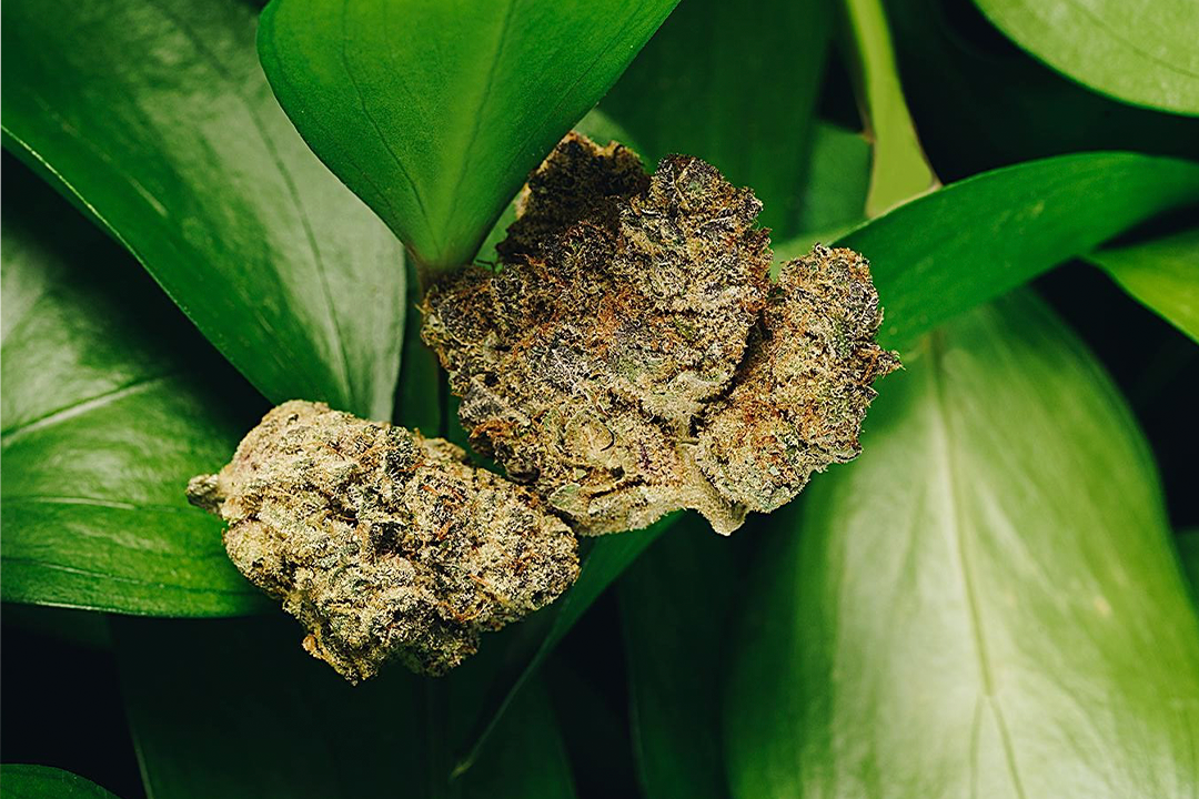 The Ultimate Guide to Combating Stress with Cannabis Strains