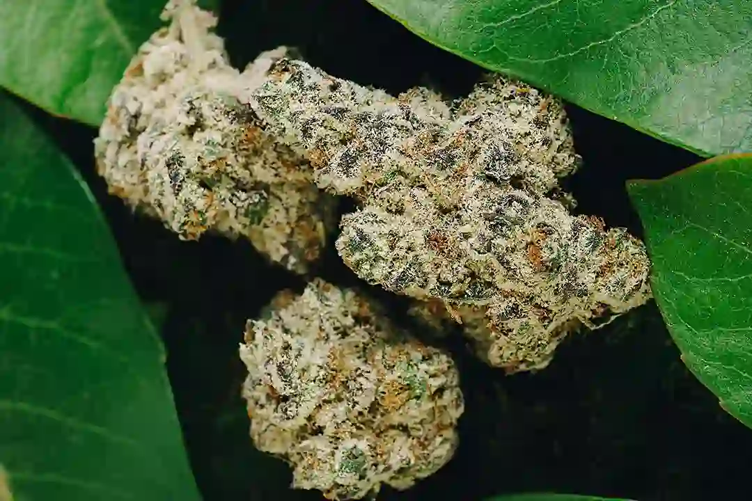 Blend Cannabis Strains for Better Sessions