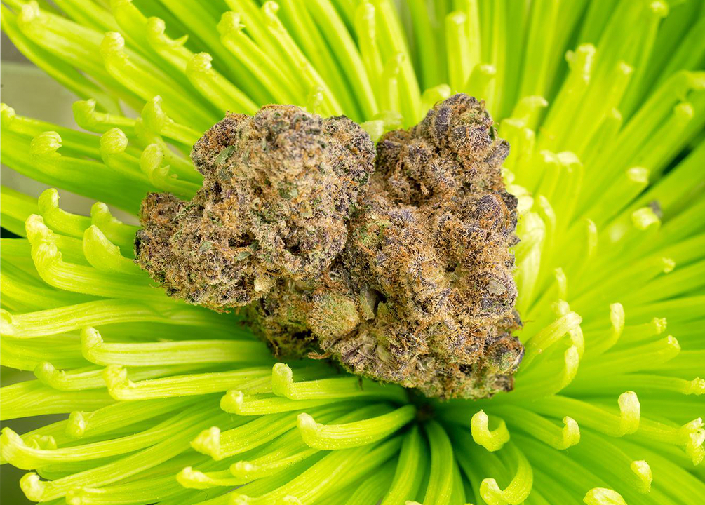 Study Suggests Cannabis May Help with Nail-Biting