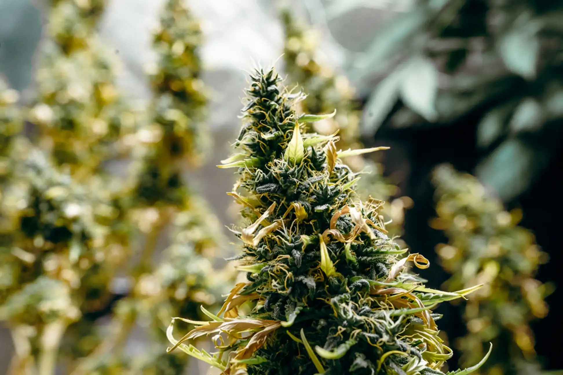 A close up of a cannabis plant in a greenhouse