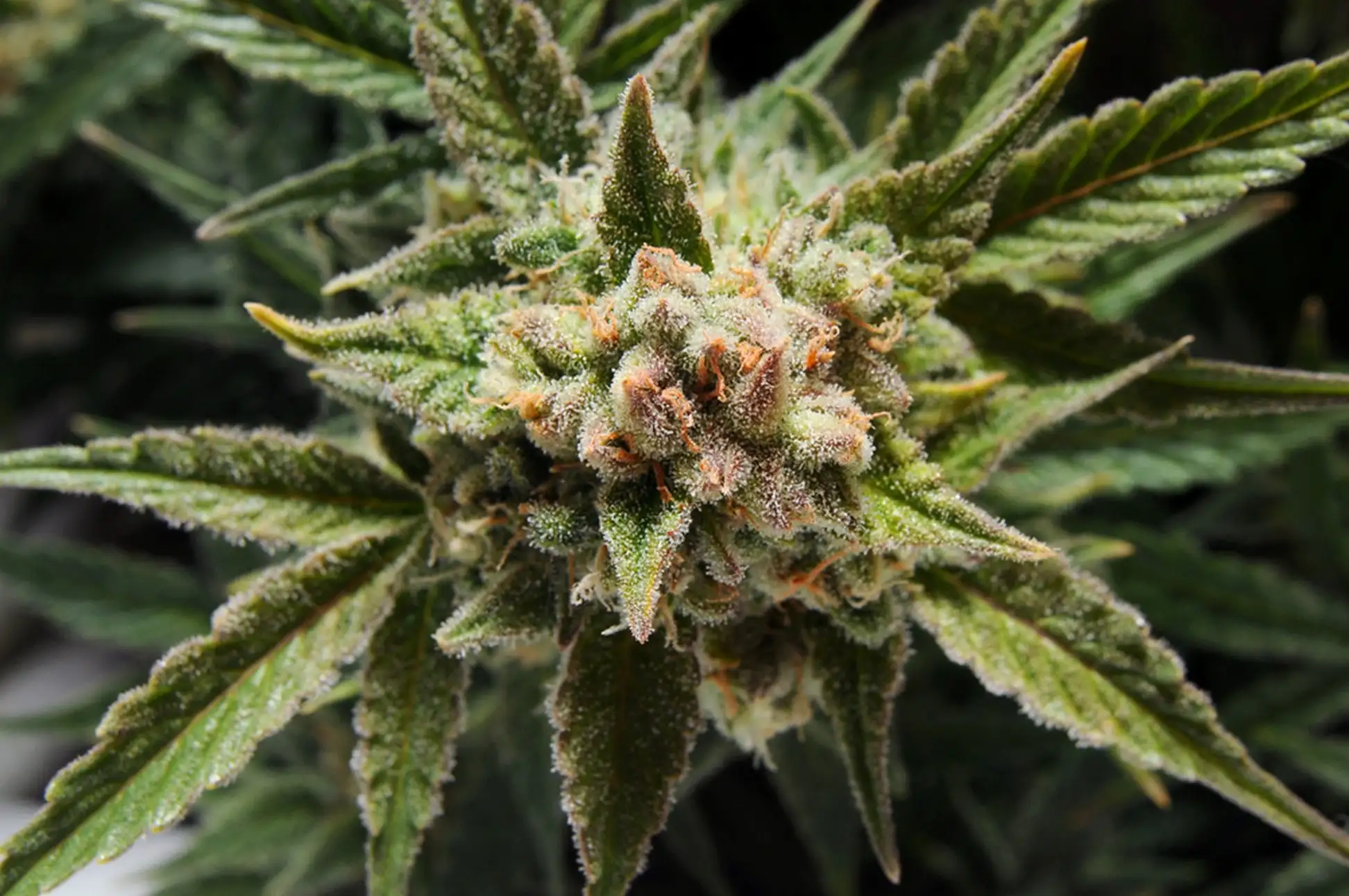 A close up of a marijuana plant