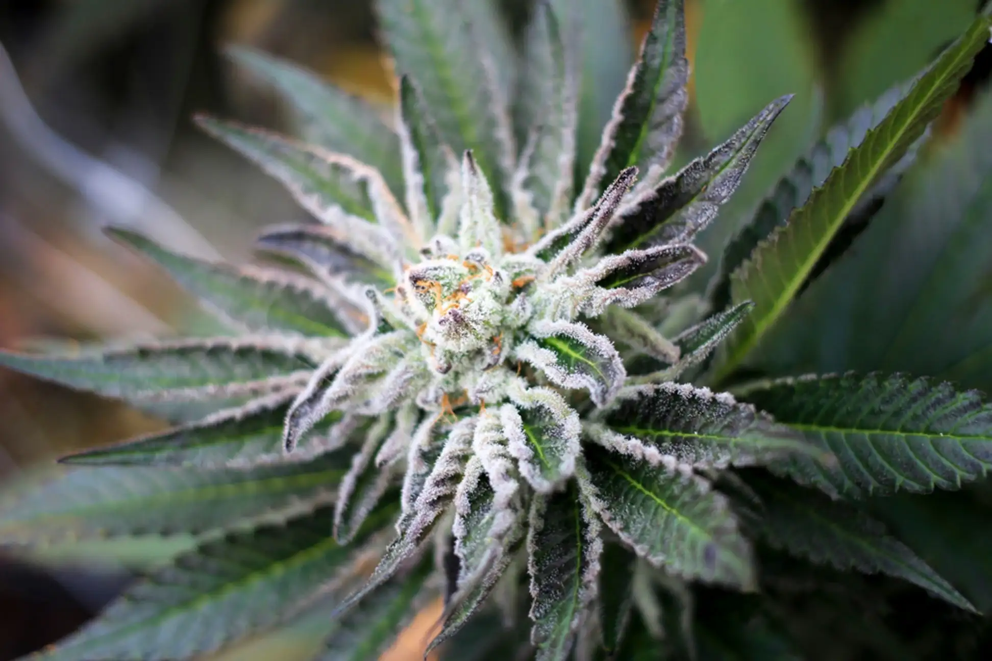 A close up of a marijuana plant