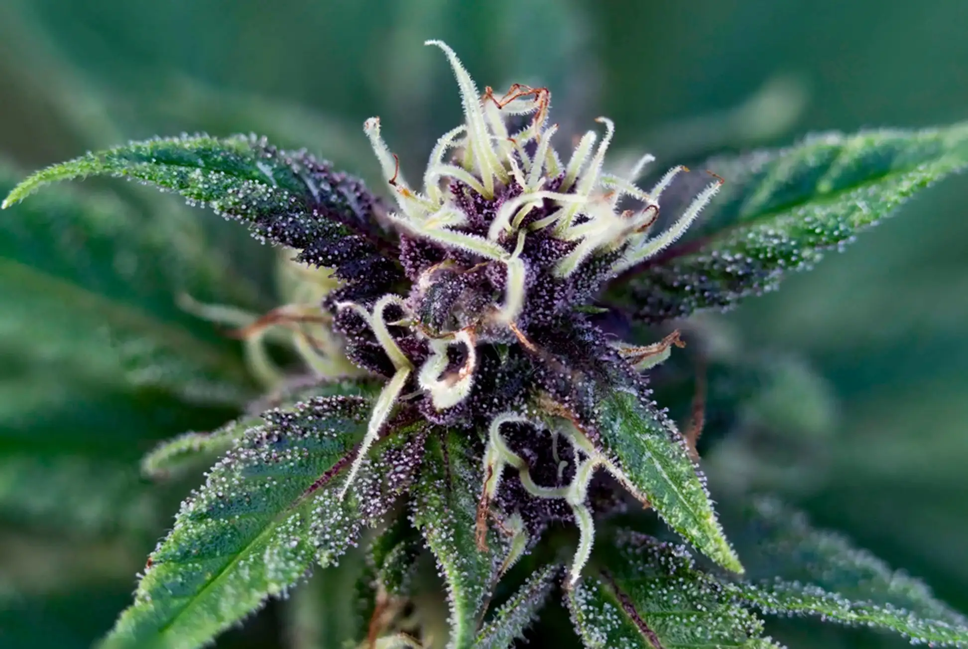 A close up of a purple cannabis plant