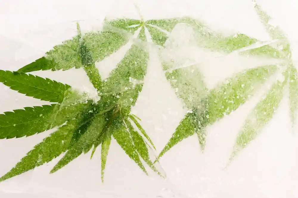 Will Freezing Your Cannabis Make It Last Longer?