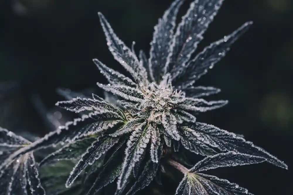 Frozen Cannabis