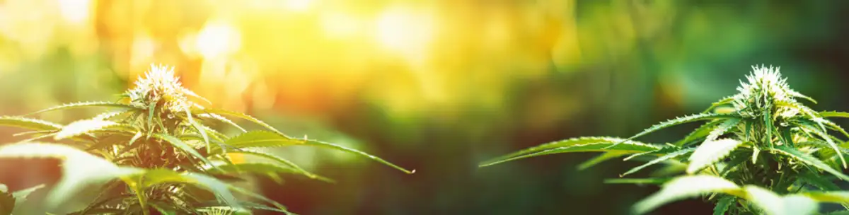 Best Cannabis Strains for Summer Break