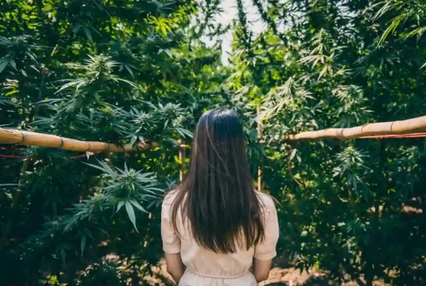 Woman amongst cannabis plants