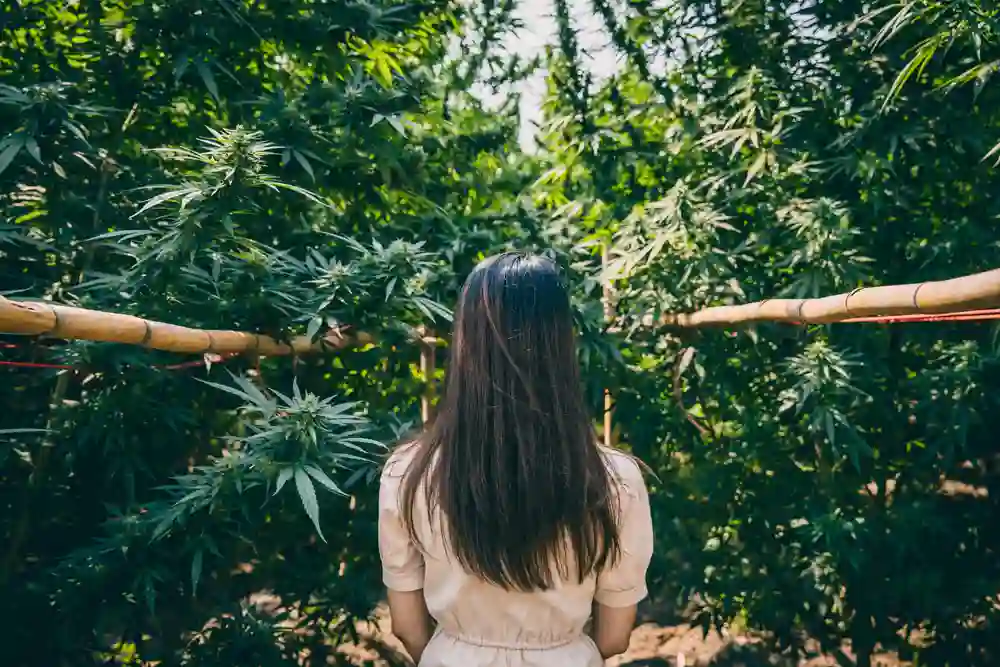 Celebrating International Women’s Month: Women in Cannabis