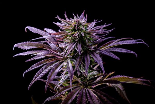 Purple Kush Cannabis Flower
