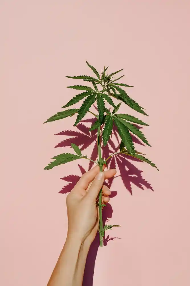 Cannabis Leaves