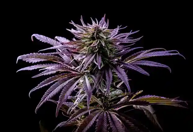 Purple Kush Cannabis Flower Close Up