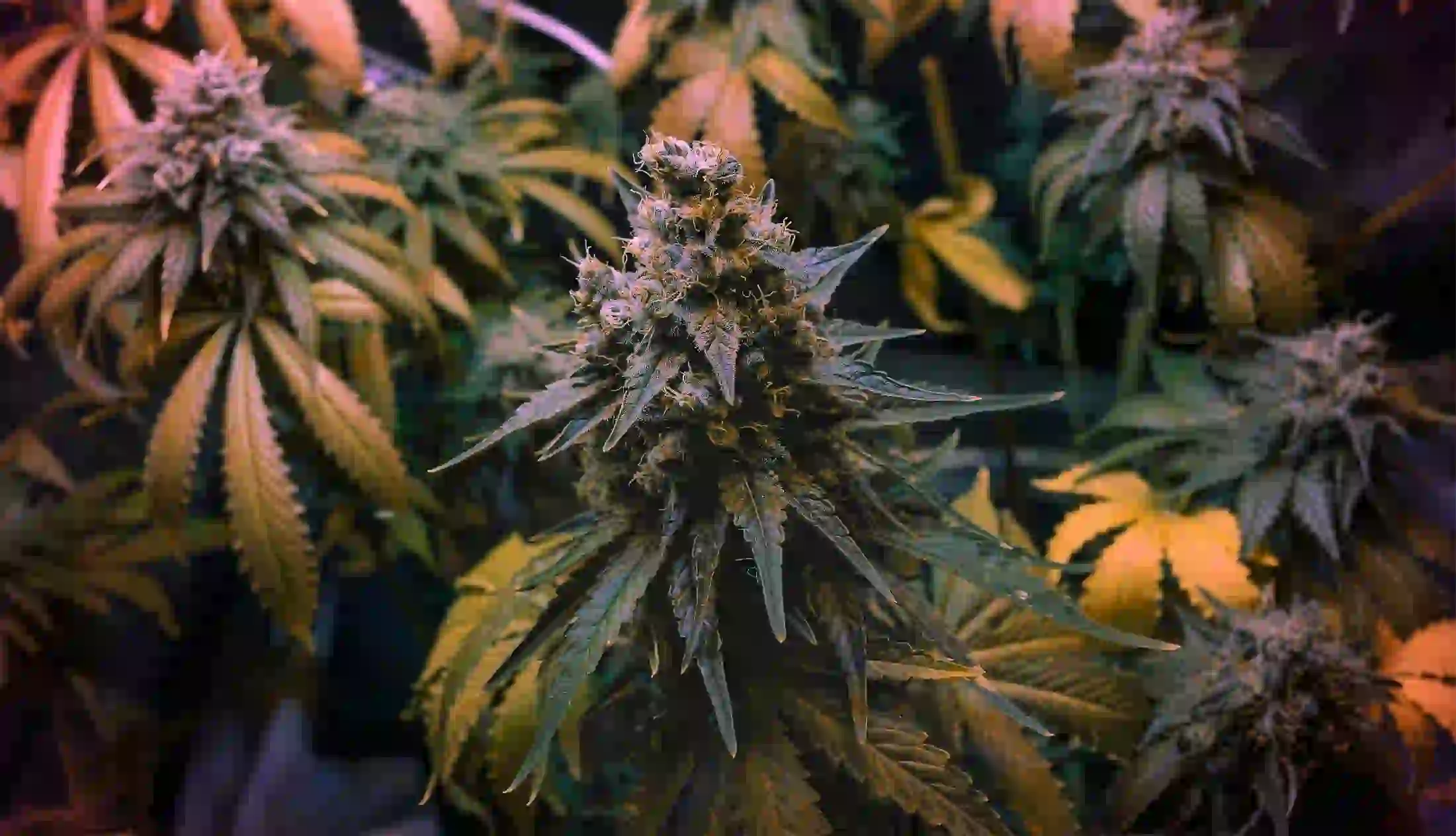 Zookies Strain Guide