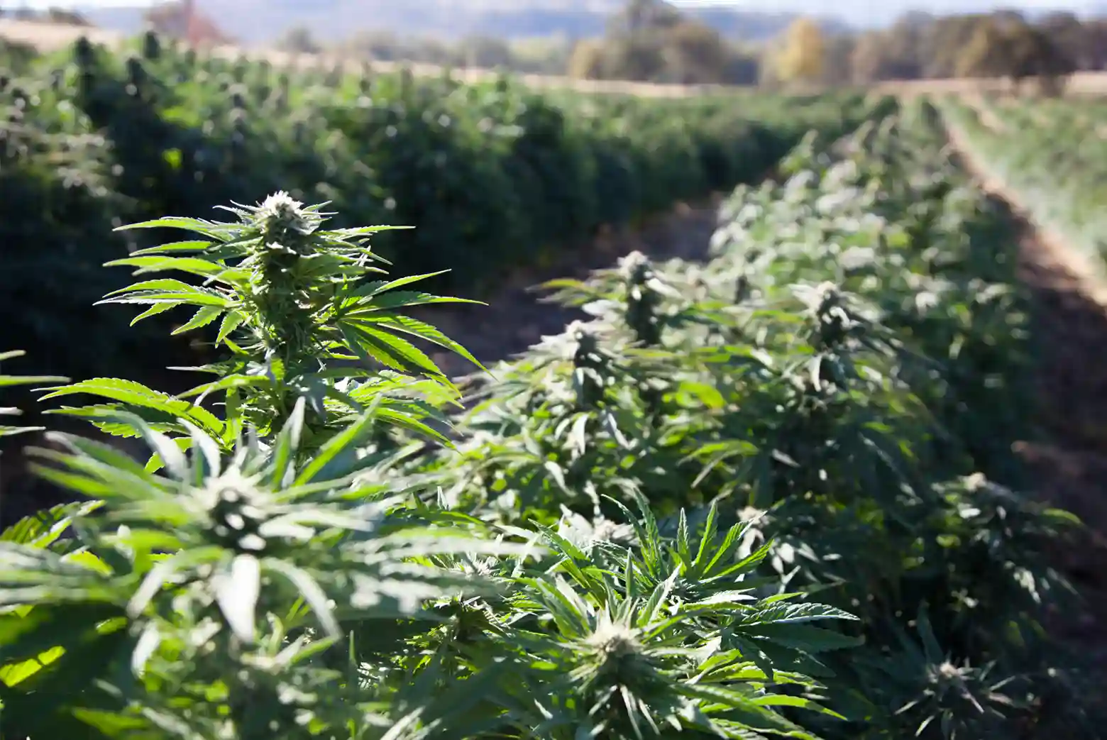 History of Hemp
