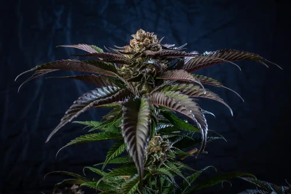 Close up of cannabis plant over dark background