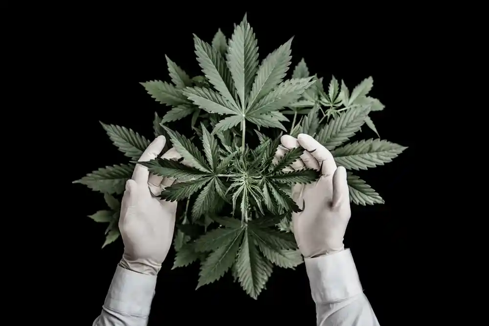 Close up of a cannabis leaf on a dark background