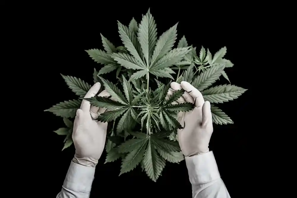 Sativa vs Indica: What’s the Difference?