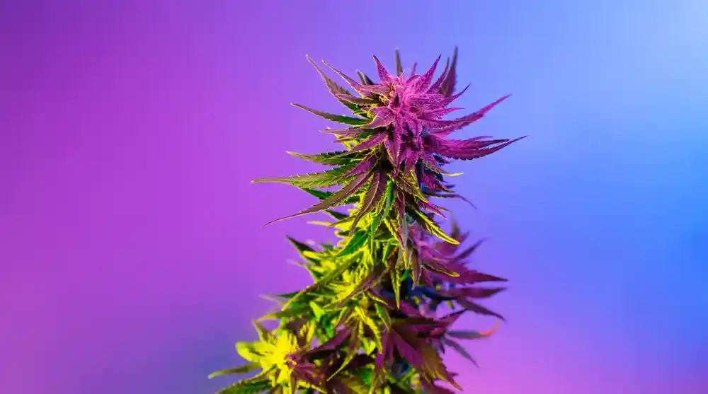 Planet 13’s Guide to the Effects of Sativa