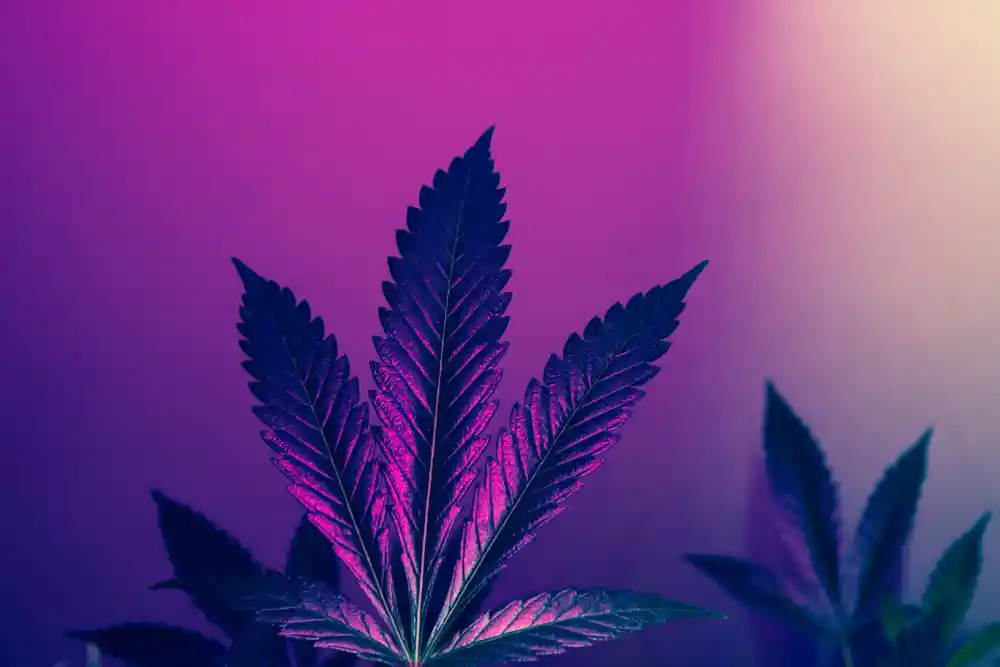 Fire OG cannabis leaf