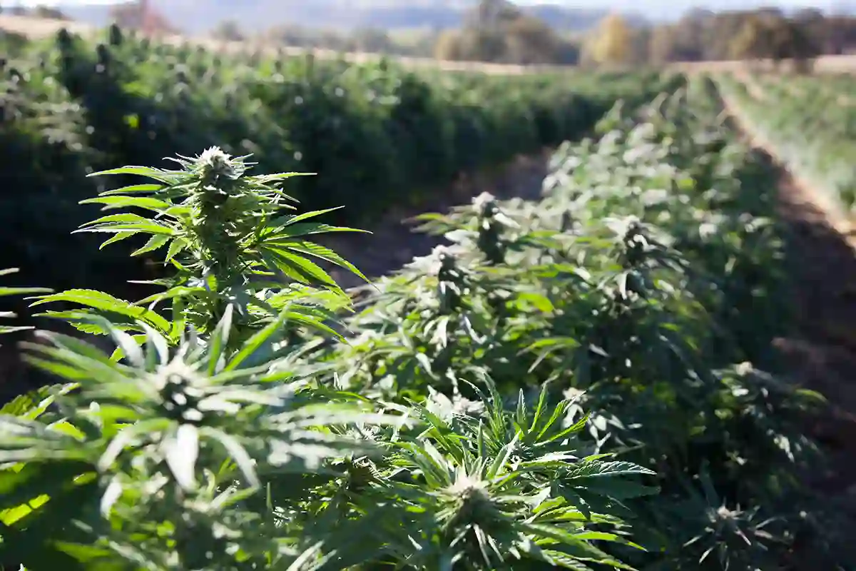 The History of Hemp