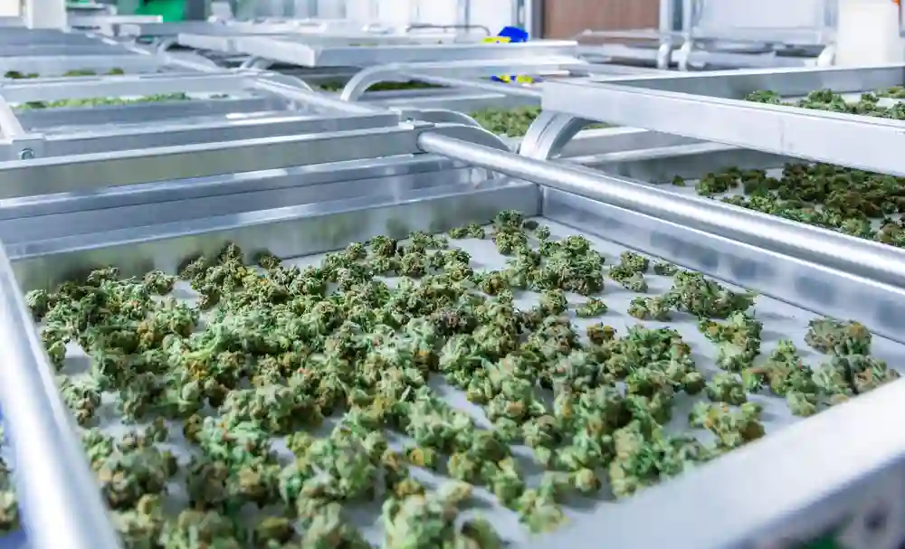 Best Temperature and Humidity for Cannabis Production