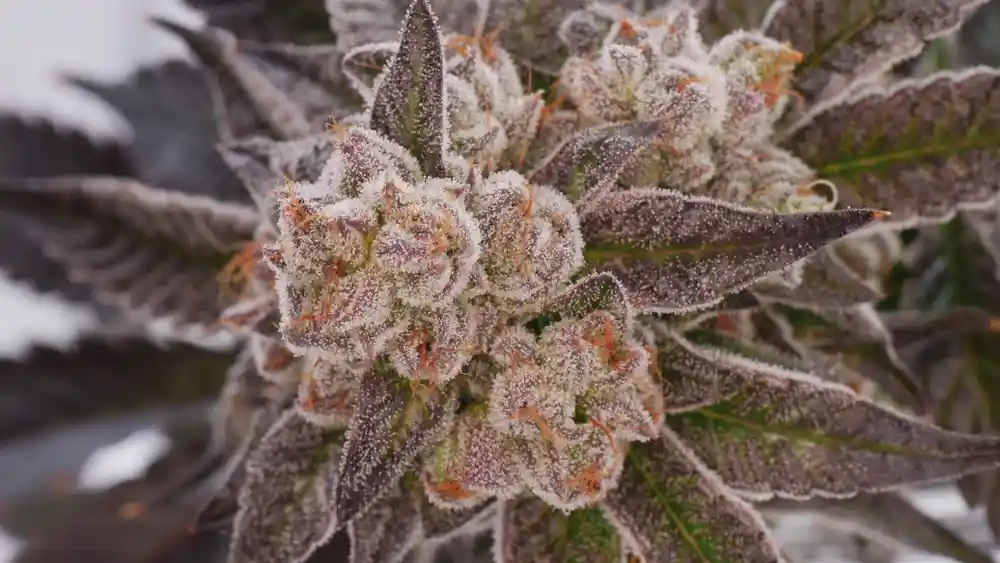 Close up of cannabis flower