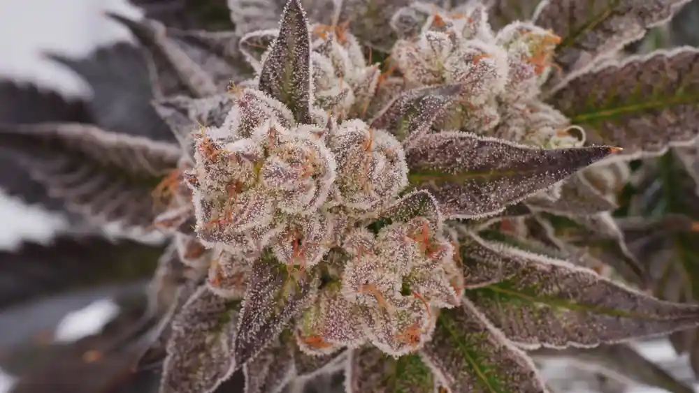 Planet 13’s Guide to Do Si Do Strain