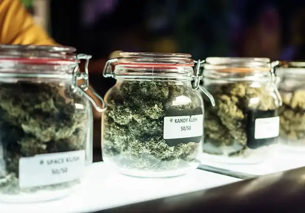 Cannabis strains in glass jars