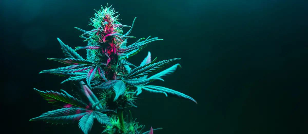 Are You Experiencing a CBD CBN or CBG High?