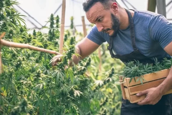 man cutting cannabis leaf