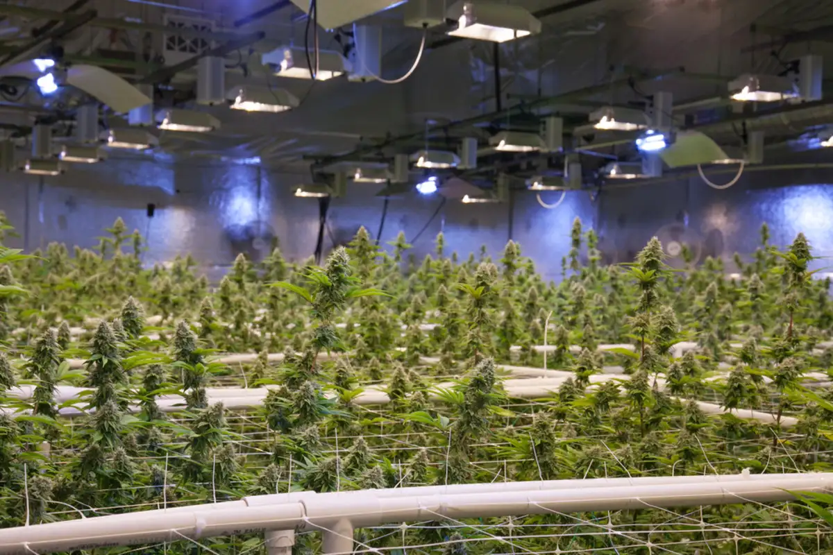Growing Cannabis In Las Vegas: A Guide To The Laws