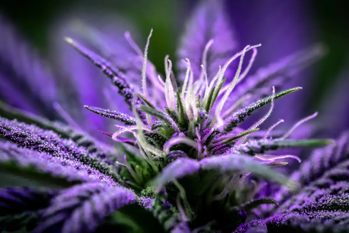 Unraveling the Wonders of Purple Kush