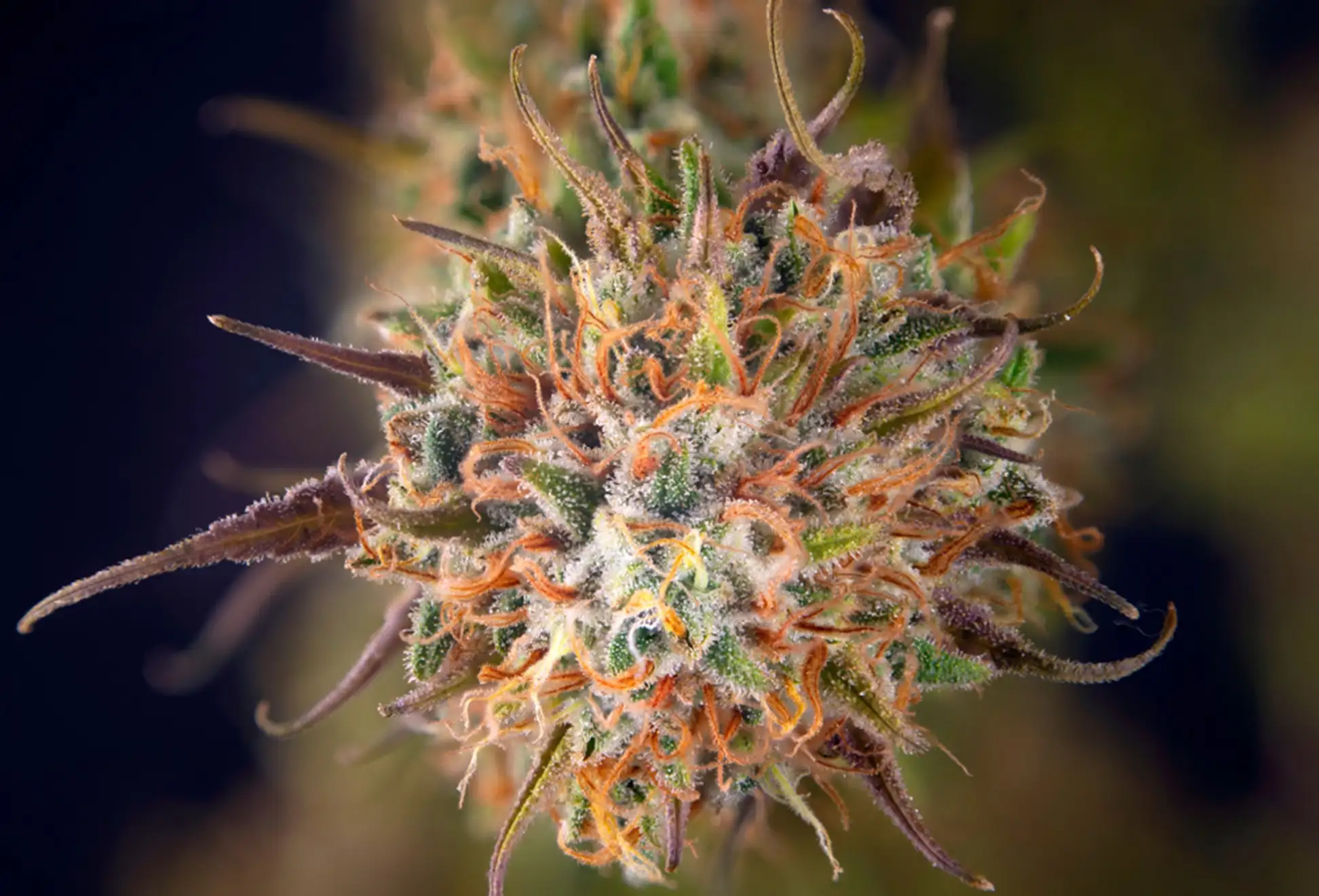 Cannabis Buds