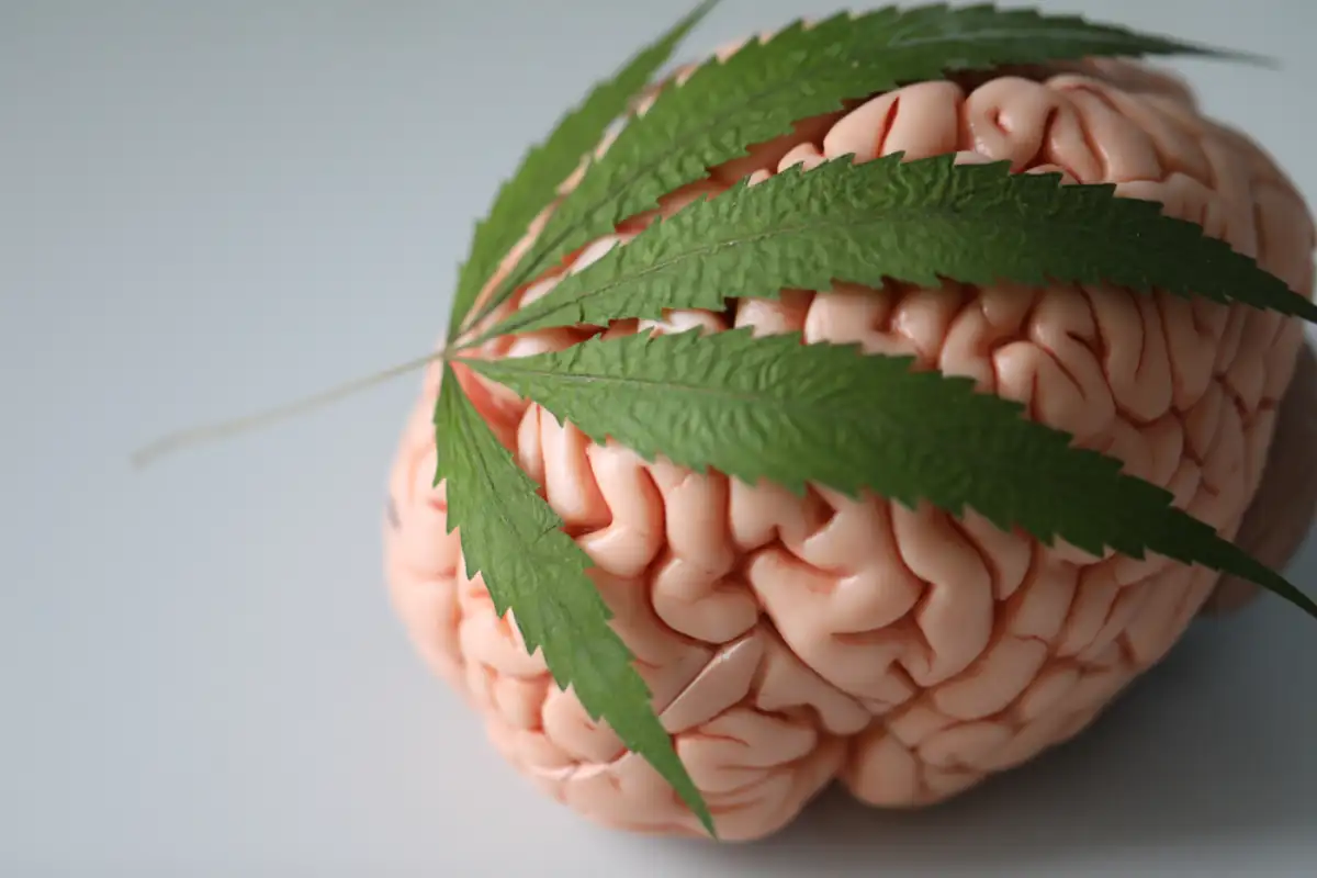 The Connection Between Cannabis and Psychosis