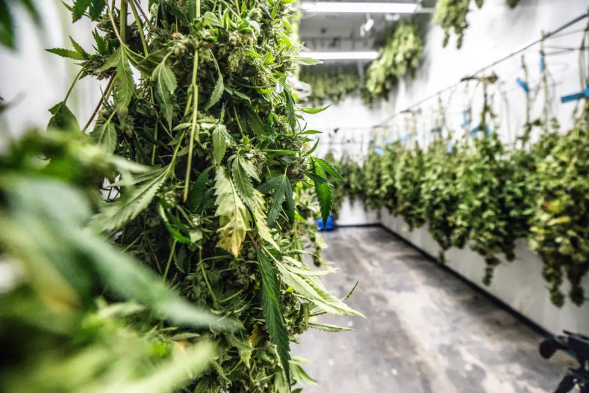 Harness the Power of Proper Drying & Curing Cannabis