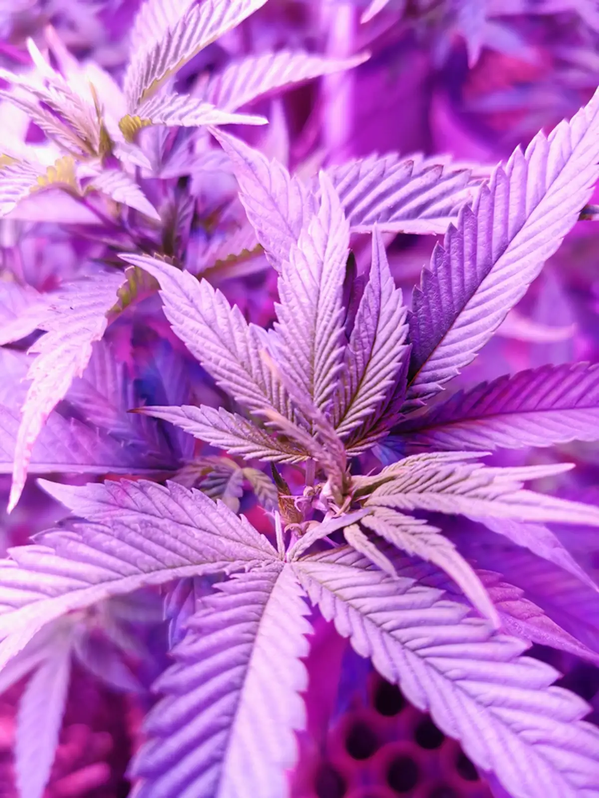 The Pot Strain: A Complete Guide