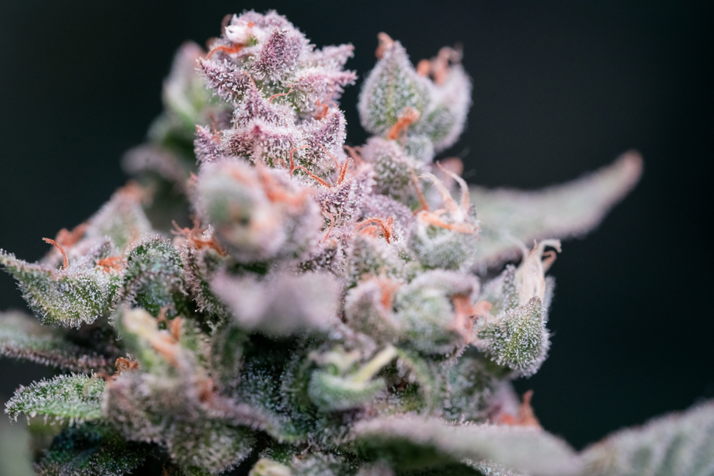 11 Potential Health Benefits of Cannabis