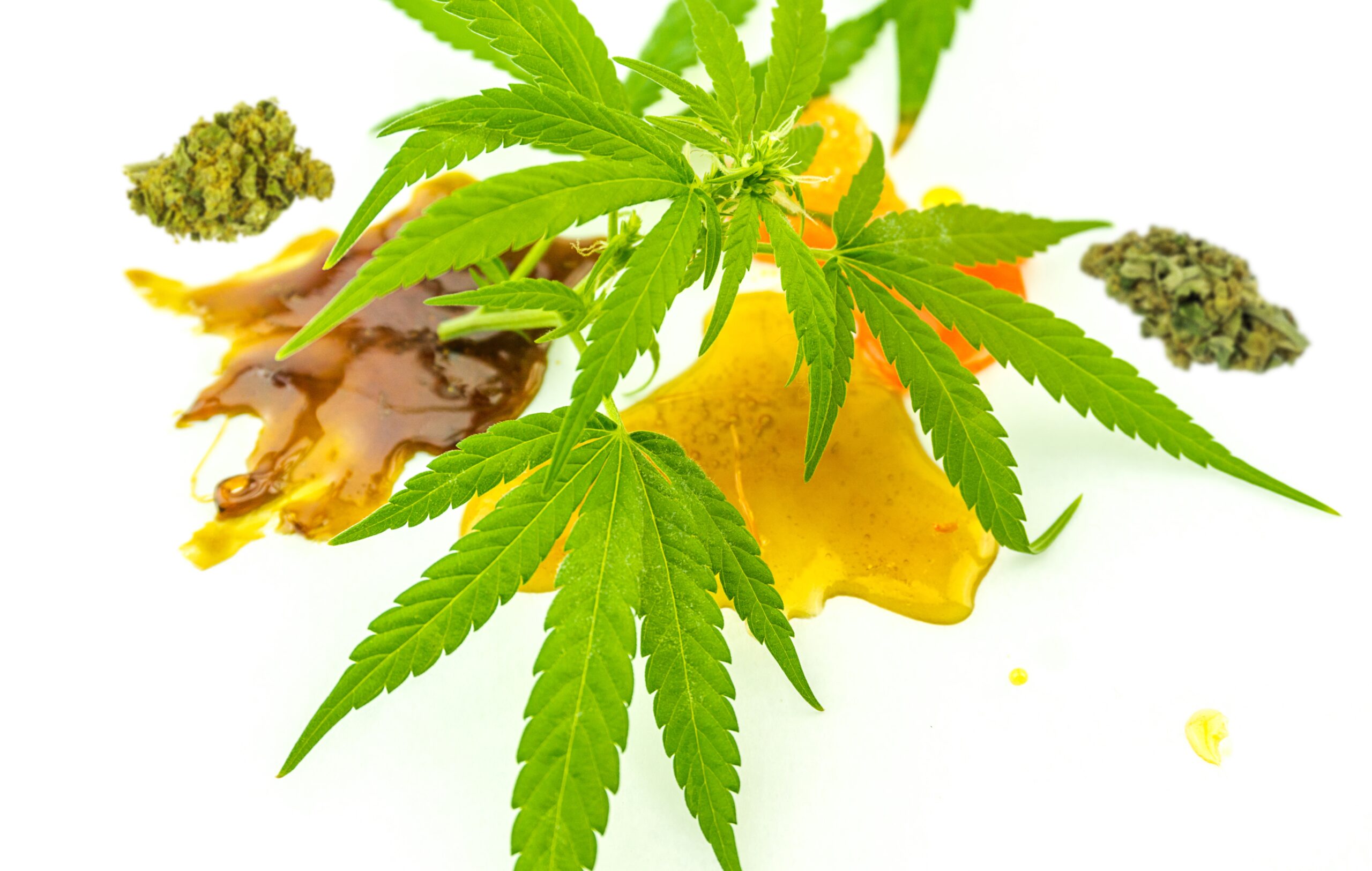 What Are Cannabis Shatter, Oil and Wax Extracts?