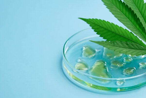 Leaf of cannabis and Petri dish with drops of hemp oil and beaker on the blue background.