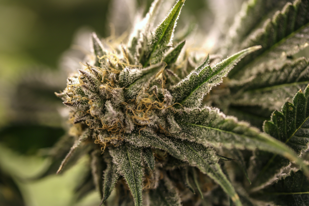 Is Cannabis a Stimulant or Depressant or Hallucinogen?