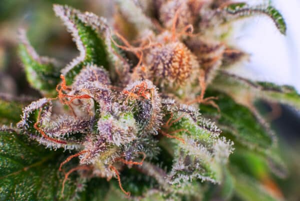 Medical Cannabis Bud